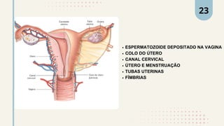 ESPERMATOZOIDE DEPOSITADO NA VAGINA
COLO DO ÚTERO
CANAL CERVICAL
ÚTERO E MENSTRUAÇÃO
TUBAS UTERINAS
FÍMBRIAS
23
 