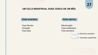 UM CICLO MENSTRUAL DURA CERCA DE UM MÊS
Ciclo ovariano
Fase folicular
Ovulação
Fase lútea
Ciclo uterino
Menstruação
Fase proliferativa
Fase secretora
Estrutura secretora
Camadas superficiais
27
 