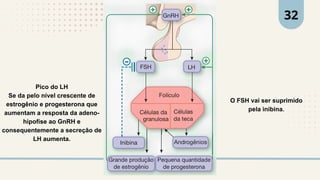 O FSH vai ser suprimido
pela inibina.
Pico do LH
Se da pelo nível crescente de
estrogênio e progesterona que
aumentam a resposta da adeno-
hipofíse ao GnRH e
consequentemente a secreção de
LH aumenta.
32
 