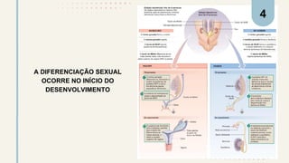 A DIFERENCIAÇÃO SEXUAL
OCORRE NO INÍCIO DO
DESENVOLVIMENTO
4
 