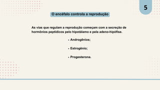 As vias que regulam a reprodução começam com a secreção de
hormônios peptídicos pelo hipotálamo e pela adeno-hipófise.
O encéfalo controla a reprodução
Androgênios;
Estrogênio;
Progesterona.
2
5
 