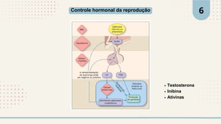 Controle hormonal da reprodução 6
Testosterona
Inibina
Ativinas
 