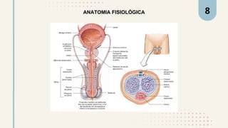 ANATOMIA FISIOLÓGICA 8
 