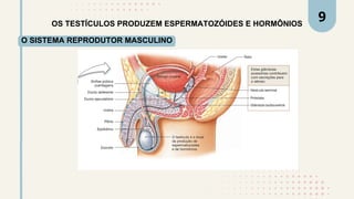 OS TESTÍCULOS PRODUZEM ESPERMATOZÓIDES E HORMÔNIOS
O SISTEMA REPRODUTOR MASCULINO
9
 