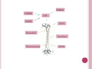 Grelina
GHRH
               GH

GHIH
                      IGF1



Estradiol
                     Insulina



Testosterona          T3/T4
 