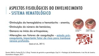 ASPECTOS FISIOLÓGICOS DO ENVELHECIMENTO
- SISTEMA HEMATOLÓGICO
•Diminuição da hemoglobina e hematócrito - anemia;
•Diminuição do número de hemácias;
•Demora no início da eritropoiese;
•Alterações nos fatores de coagulação - estado pró-
coagulante, importante fator de risco para trombose
venosa profunda.
(Isaia et al., 2011)
Pereira SRM In: Freitas EV, Py L (Org). Tratado de geriatria e gerontologia. Cap14 – Fisiologia do Envelhecimento. 4 ed. Rio de Janeiro:
Guanabara Koogan, 2017
 