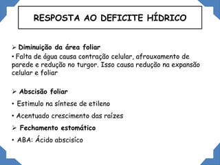RESPOSTA AO DEFICITE HÍDRICO
 Diminuição da área foliar
• Falta de água causa contração celular, afrouxamento de
parede e redução no turgor. Isso causa redução na expansão
celular e foliar
 Abscisão foliar
• Estimulo na síntese de etileno
• Acentuado crescimento das raízes
 Fechamento estomático
• ABA: Ácido abscisíco
 