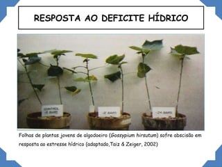 RESPOSTA AO DEFICITE HÍDRICO
Folhas de plantas jovens de algodoeiro (Gossypium hirsutum) sofre abscisão em
resposta ao estresse hídrico (adaptado,Taiz & Zeiger, 2002)
 