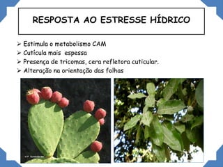 RESPOSTA AO ESTRESSE HÍDRICO
 Estimula o metabolismo CAM
 Cutícula mais espessa
 Presença de tricomas, cera refletora cuticular.
 Alteração na orientação das folhas
 