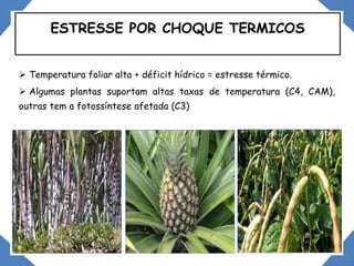  Temperatura foliar alta + déficit hídrico = estresse térmico.
 Algumas plantas suportam altas taxas de temperatura (C4, CAM),
outras tem a fotossíntese afetada (C3)
ESTRESSE POR CHOQUE TERMICOS
 