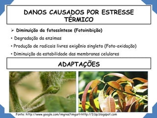  Diminuição da fotossíntese (Fotoinibição)
• Degradação da enzimas
• Produção de radicais livres oxigênio singleto (Foto-oxidação)
• Diminuição da estabilidade das membranas celulares
DANOS CAUSADOS POR ESTRESSE
TÉRMICO
ADAPTAÇÕES
Fonte: http://www.google.com/imgres?imgurl=http://3.bp.blogspot.com
 