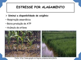 ESTRESSE POR ALAGAMENTO
 Diminui a disponibilidade de oxigênio:
• Respiração anaeróbica
• Baixa produção de ATP
• Acúmulo de etileno
Fonte: http://www.google.co/imgres.companoramio/photo
 