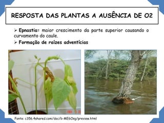  Epnastia= maior crescimento da parte superior causando o
curvamento do caule.
 Formação de raízes adventícias
RESPOSTA DAS PLANTAS A AUSÊNCIA DE O2
Fonte: c356.4shared.com/doc/b-ME6Osg/preview.html
 