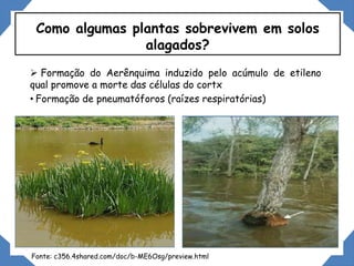  Formação do Aerênquima induzido pelo acúmulo de etileno
qual promove a morte das células do cortx
• Formação de pneumatóforos (raízes respiratórias)
Como algumas plantas sobrevivem em solos
alagados?
Fonte: c356.4shared.com/doc/b-ME6Osg/preview.html
 