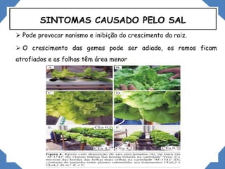 SINTOMAS CAUSADO PELO SAL
 Pode provocar nanismo e inibição do crescimento da raiz.
 O crescimento das gemas pode ser adiado, os ramos ficam
atrofiados e as folhas têm área menor
 
