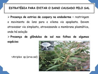 ESTRATÉGIA PARA EVITAR O DANO CAUSADO PELO SAL
 Presença de estrias de caspary na endoderme = restringem
o movimento de íons para o xilema via apoplasto. Devem
atravessar via simplasto, atravessando a membrana plasmática,
onde há seleção
 Presença de glândulas de sal nas folhas de algumas
espécies
•Atriplex sp (erva-sal)
 