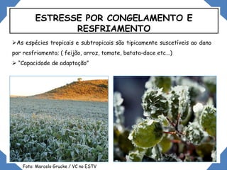 ESTRESSE POR CONGELAMENTO E
RESFRIAMENTO
As espécies tropicais e subtropicais são tipicamente suscetíveis ao dano
por resfriamento; ( feijão, arroz, tomate, batata-doce etc...)
 “Capacidade de adaptação”
Foto: Marcelo Grucke / VC no ESTV
 