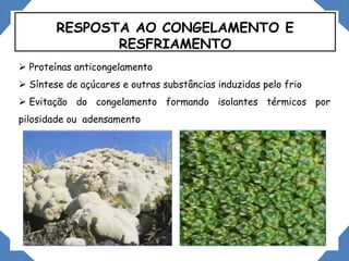 RESPOSTA AO CONGELAMENTO E
RESFRIAMENTO
 Proteínas anticongelamento
 Síntese de açúcares e outras substâncias induzidas pelo frio
 Evitação do congelamento formando isolantes térmicos por
pilosidade ou adensamento
 