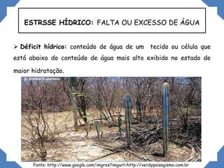 ESTRSSE HÍDRICO: FALTA OU EXCESSO DE ÁGUA
 Déficit hídrico: conteúdo de água de um tecido ou célula que
está abaixo do conteúdo de água mais alto exibido no estado de
maior hidratação.
Fonte: http://www.google.com/imgres?imgurl=http://verdypaisagismo.com.br
 