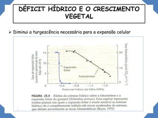 DÉFICIT HÍDRICO E O CRESCIMENTO
VEGETAL
 Diminui a turgescência necessária para a expansão celular
 
