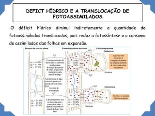 DEFICT HÍDRICO E A TRANSLOCAÇÃO DE
FOTOASSIMILADOS
O déficit hídrico diminui indiretamente a quantidade de
fotoassimilados translocados, pois reduz a fotossíntese e o consumo
de assimilados das folhas em expansão.
 