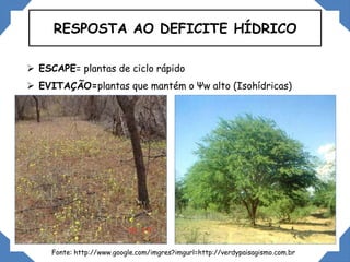 RESPOSTA AO DEFICITE HÍDRICO
 ESCAPE= plantas de ciclo rápido
 EVITAÇÃO=plantas que mantém o Ψw alto (Isohídricas)
Fonte: http://www.google.com/imgres?imgurl=http://verdypaisagismo.com.br
 
