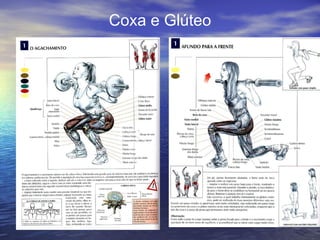 Coxa e Glúteo 