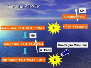 Sistema ATP-CP Adenosina~PO4~PO4~PO4 MK Adenosina~PO4~PO4 + PO4 + E Contração Muscular Adenosina~PO4~PO4 + PO4 + E ATPase Creatina~PO4 + PO4 + Creatina  CK 