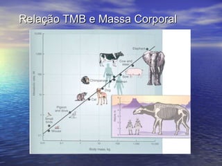 Relação TMB e Massa Corporal 