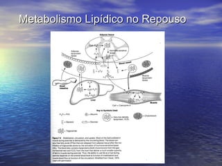 Metabolismo Lipídico no Repouso 