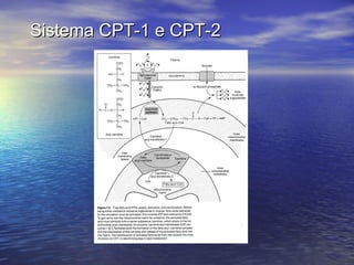 Sistema CPT-1 e CPT-2 