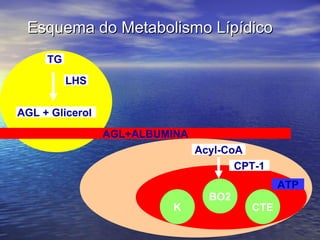 Esquema do Metabolismo Lípídico AGL+ALBUMINA AGL + Glicerol  TG LHS Acyl-CoA CPT-1 BO2 K CTE ATP 