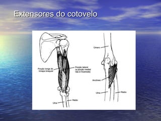 Extensores do cotovelo 