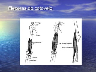 Flexores do cotovelo 