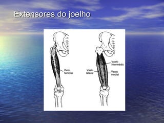 Extensores do joelho 