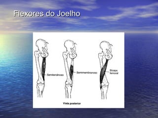 Flexores do Joelho 