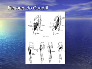 Flexores do Quadril 