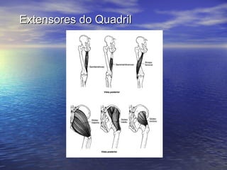 Extensores do Quadril 
