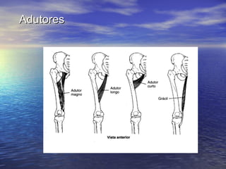 Adutores  