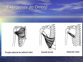 Extensores do Ombro 