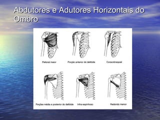 Abdutores e Adutores Horizontais do Ombro 