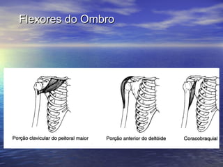 Flexores do Ombro 