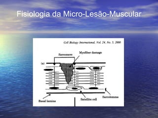 Fisiologia da Micro-Lesão-Muscular 