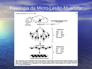Fisiologia da Micro-Lesão-Muscular 