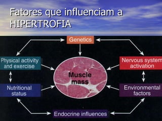 Fatores que influenciam a HIPERTROFIA 