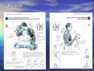 Bíceps 