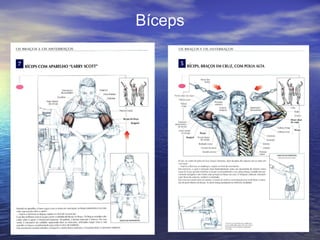 Bíceps 