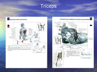 Tríceps 