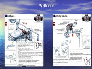 Peitoral 