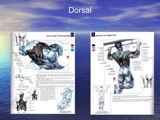 Dorsal 